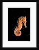 Longsnout Seahorse (Hippocampus reidi), Pacific Ocean. by Anonymous
