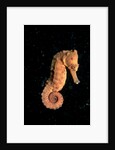 Longsnout Seahorse (Hippocampus reidi), Pacific Ocean. by Anonymous