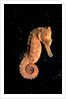 Longsnout Seahorse (Hippocampus reidi), Pacific Ocean. by Anonymous