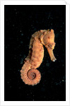 Longsnout Seahorse (Hippocampus reidi), Pacific Ocean. by Anonymous