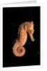 Longsnout Seahorse (Hippocampus reidi), Pacific Ocean. by Anonymous