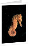 Longsnout Seahorse (Hippocampus reidi), Pacific Ocean. by Anonymous