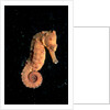 Longsnout Seahorse (Hippocampus reidi), Pacific Ocean. by Anonymous