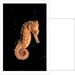 Longsnout Seahorse (Hippocampus reidi), Pacific Ocean. by Anonymous