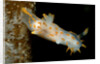 Nudibranch (Limacia clavigera), Atlantic Ocean. by Anonymous