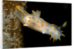 Nudibranch (Limacia clavigera), Atlantic Ocean. by Anonymous