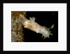 Nudibranch (Limacia clavigera), Atlantic Ocean. by Anonymous