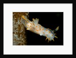 Nudibranch (Limacia clavigera), Atlantic Ocean. by Anonymous