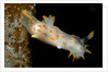 Nudibranch (Limacia clavigera), Atlantic Ocean. by Anonymous