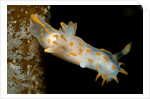Nudibranch (Limacia clavigera), Atlantic Ocean. by Anonymous
