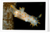 Nudibranch (Limacia clavigera), Atlantic Ocean. by Anonymous