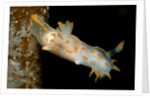 Nudibranch (Limacia clavigera), Atlantic Ocean. by Anonymous