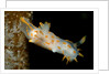Nudibranch (Limacia clavigera), Atlantic Ocean. by Anonymous