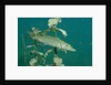 Pike (Esox lucius), Bavaria, Germany, Europe. by Anonymous