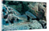 Hunting Whitetip Reef Sharks (Triaenodon obesus), Central America, Pacific Ocean. by Anonymous
