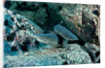 Hunting Whitetip Reef Sharks (Triaenodon obesus), Central America, Pacific Ocean. by Anonymous