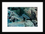 Hunting Whitetip Reef Sharks (Triaenodon obesus), Central America, Pacific Ocean. by Anonymous