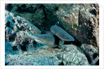 Hunting Whitetip Reef Sharks (Triaenodon obesus), Central America, Pacific Ocean. by Anonymous