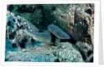 Hunting Whitetip Reef Sharks (Triaenodon obesus), Central America, Pacific Ocean. by Anonymous