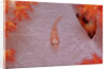 Common Ghost Goby on a Soft Coral. (Pleurosicya mossambica) Komodo National Park, Indian Ocean by Anonymous