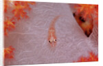 Common Ghost Goby on a Soft Coral. (Pleurosicya mossambica) Komodo National Park, Indian Ocean by Anonymous