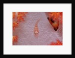 Common Ghost Goby on a Soft Coral. (Pleurosicya mossambica) Komodo National Park, Indian Ocean by Anonymous