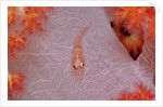 Common Ghost Goby on a Soft Coral. (Pleurosicya mossambica) Komodo National Park, Indian Ocean by Anonymous