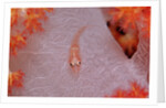 Common Ghost Goby on a Soft Coral. (Pleurosicya mossambica) Komodo National Park, Indian Ocean by Anonymous
