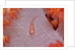 Common Ghost Goby on a Soft Coral. (Pleurosicya mossambica) Komodo National Park, Indian Ocean by Anonymous