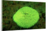 Fluorescing Mushroom Coral (Ctenactis echinata), Komodo National Park, Indian Ocean. by Anonymous