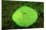 Fluorescing Mushroom Coral (Ctenactis echinata), Komodo National Park, Indian Ocean. by Anonymous