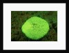 Fluorescing Mushroom Coral (Ctenactis echinata), Komodo National Park, Indian Ocean. by Anonymous
