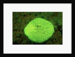 Fluorescing Mushroom Coral (Ctenactis echinata), Komodo National Park, Indian Ocean. by Anonymous