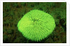 Fluorescing Mushroom Coral (Ctenactis echinata), Komodo National Park, Indian Ocean. by Anonymous