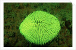 Fluorescing Mushroom Coral (Ctenactis echinata), Komodo National Park, Indian Ocean. by Anonymous