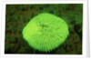 Fluorescing Mushroom Coral (Ctenactis echinata), Komodo National Park, Indian Ocean. by Anonymous