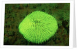 Fluorescing Mushroom Coral (Ctenactis echinata), Komodo National Park, Indian Ocean. by Anonymous