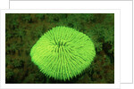 Fluorescing Mushroom Coral (Ctenactis echinata), Komodo National Park, Indian Ocean. by Anonymous