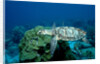 Hawksbill Sea Turtle swimming over a Coral Reef (Eretmochelys imbricata), Caribbean Sea. by Anonymous