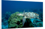 Hawksbill Sea Turtle swimming over a Coral Reef (Eretmochelys imbricata), Caribbean Sea. by Anonymous