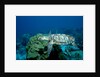 Hawksbill Sea Turtle swimming over a Coral Reef (Eretmochelys imbricata), Caribbean Sea. by Anonymous