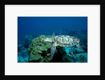 Hawksbill Sea Turtle swimming over a Coral Reef (Eretmochelys imbricata), Caribbean Sea. by Anonymous