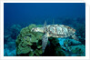 Hawksbill Sea Turtle swimming over a Coral Reef (Eretmochelys imbricata), Caribbean Sea. by Anonymous