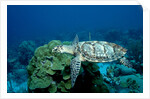 Hawksbill Sea Turtle swimming over a Coral Reef (Eretmochelys imbricata), Caribbean Sea. by Anonymous
