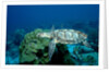Hawksbill Sea Turtle swimming over a Coral Reef (Eretmochelys imbricata), Caribbean Sea. by Anonymous