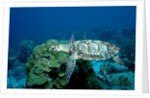 Hawksbill Sea Turtle swimming over a Coral Reef (Eretmochelys imbricata), Caribbean Sea. by Anonymous
