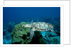 Hawksbill Sea Turtle swimming over a Coral Reef (Eretmochelys imbricata), Caribbean Sea. by Anonymous