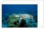 Hawksbill Sea Turtle swimming over a Coral Reef (Eretmochelys imbricata), Caribbean Sea. by Anonymous