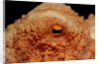 Octopus head and eye. (Octopus vulgaris) Mediterranean Sea by Anonymous