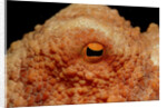 Octopus head and eye. (Octopus vulgaris) Mediterranean Sea by Anonymous